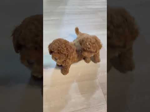 French Poodles Rojos