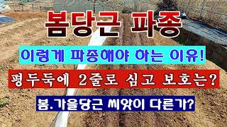 [텃밭농부 2,180]  봄당근 파종을 이렇게 해야 하는 이유! 평두둑 2줄심기 줄파종. 그리고 보호 방법 …