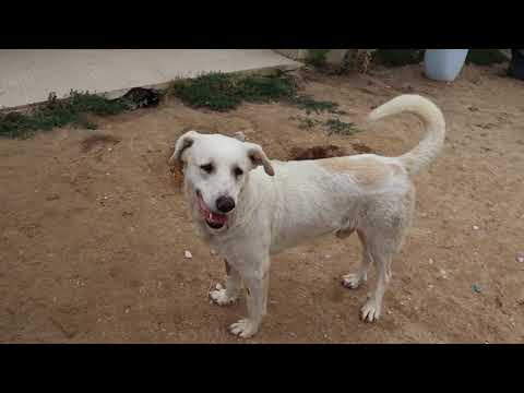 Vídeo de BONANÇA
