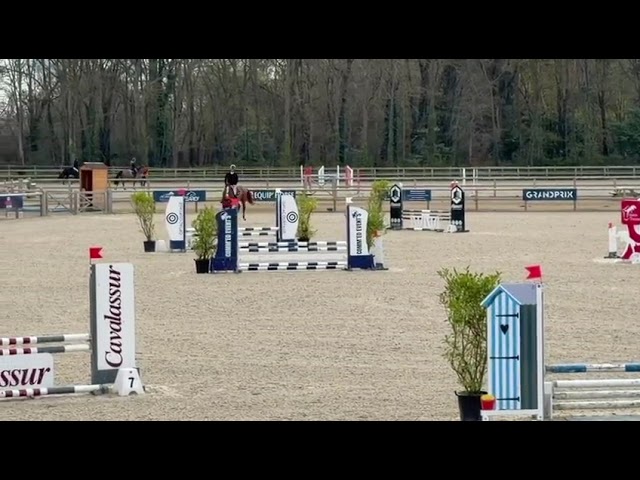 Castrone Sella Francese In vendita 2022 Sauro ,  happy day d'iscla