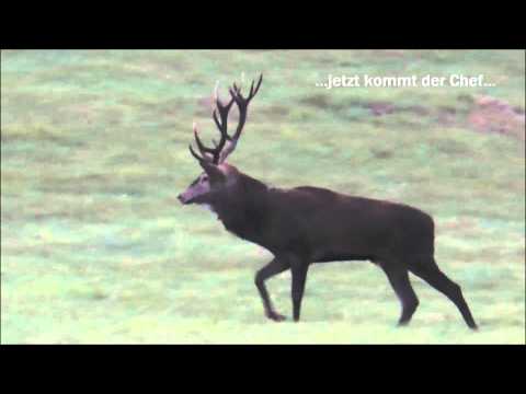 Faszinierender Abendansitz mit viel Anblick bei besten Licht in Masuren !