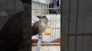 Download lagu Cingcoang coklat #gacor #shorts mp3