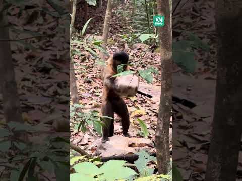 Macaco-prego é flagrado quebrando coco para comer larva na Serra da Ibiapaba, no CE
