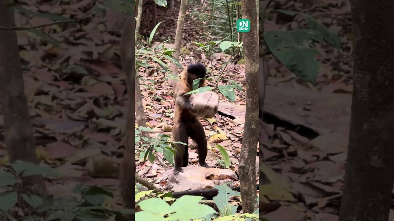 Imagem da notícia Macaco-prego é flagrado quebrando coco para comer larva na Serra da Ibiapaba, no CE