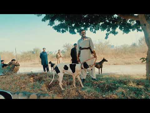 Wild Boar Hunting with dogs in Pakistan