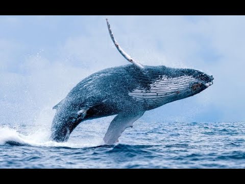 🇮🇹 GLI ANIMALI DI POTERE: LA BALENA 🐳, 🇬🇧 POWER ANIMALS: THE WHALE 🐳