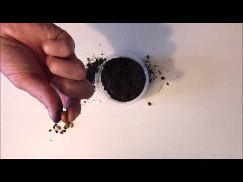 Helleum Zuhause - Bohne im Labyrinth