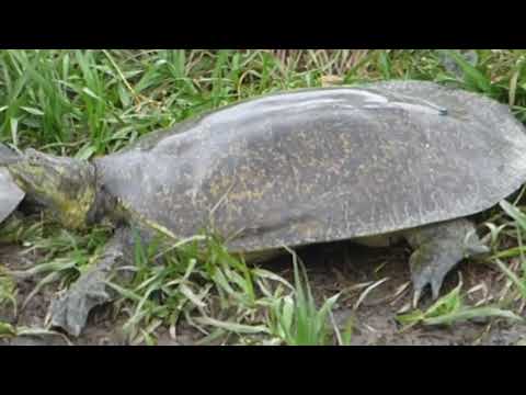 nature in my backyard episode 273 (HD)