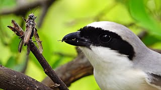 Download lagu Burung Cekakak Berekor Panjang (Burung Jagal) Menangkap & Menusuk Mangsa | Perilaku Berburu yang Luar Biasa mp3 Download lagu Burung Cekakak Berekor Panjang (Burung Jagal) Menangkap & Menusuk Mangsa | Perilaku Berburu yang Luar Biasa mp3