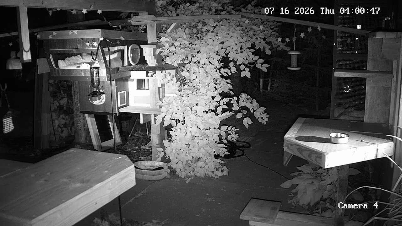 Live webcam view of Feral Cat Feeding Station & Condo