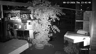 UNCC Camera 4 - feeding station + planks + condo #2