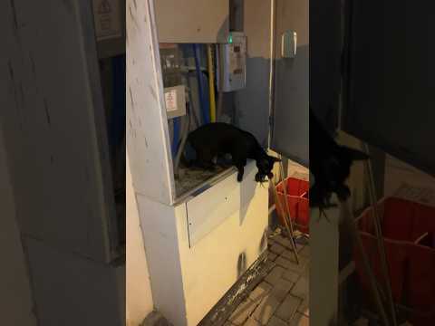 Millie gave birth to a dangerous place #cat #catlover