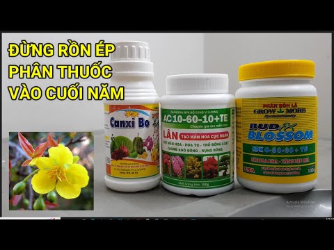 🔴QBS22249 - THUỐC CHỐNG RỤNG NỤ MAI VÀNG ĐT 0942456100 | CHĂM SÓC BÓN PHÂN THUỐC MAI VÀNG THÁNG 7