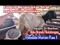 Atasi Kmbing Yang Mengeluarkan Darah Lagi Setelah Melahirkan Kambinglahiran