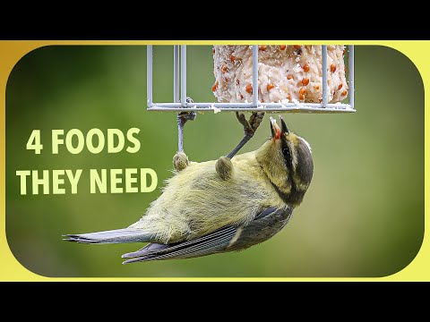 What to Feed Wild Birds: A Seasonal Guide to Bird Feeding!