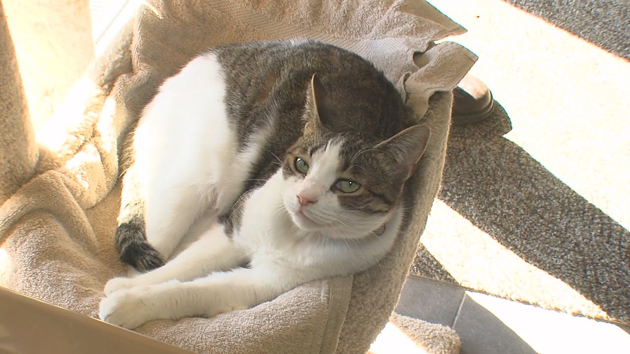 All Things  Pets 03/06/2016