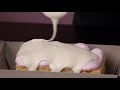 Kek Aiskrim Pulak Resepi Kali Ni Nikmat Nya Makan Masa Sejuk