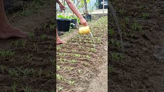 Download lagu Pemupukan pertama kangkung diumur 6 hari setelah semai agar cepat besar & panen 🌱🌱 #kangkung mp3