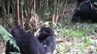 preview picture of video 'Gorilla Trek June 2010'