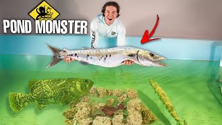 Finally Adding BARRACUDA To My SALTWATER POND!