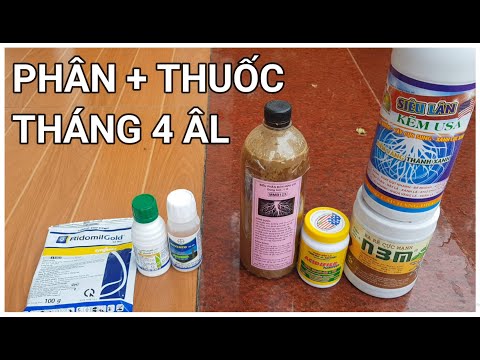 🔴 QBS22203 - PHÂN THUỐC THÁNG 4 ÂL ĐT 0942456100 || CÁCH CHĂM SÓC MAI VÀNG MIỀN BẮC THÁNG 4 ÂM LỊCH