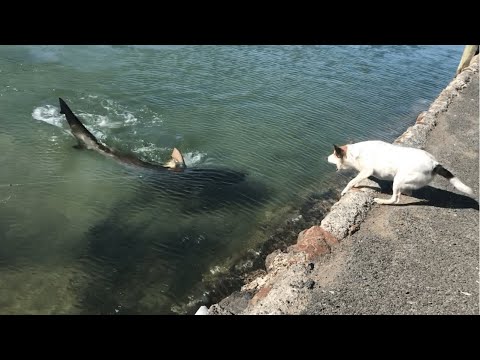 DOG ATTACKS huge SHARK #SHORTS