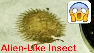 Bizarre alien-like insect has left the internet terrified