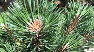 Details [Maisie Peters Cover]