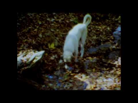 Nana Grizol "Mississippi Swells" official video