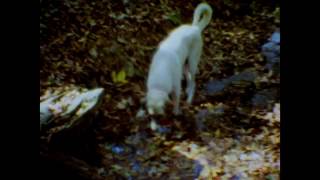 Nana Grizol "Mississippi Swells" official video