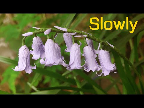 ABC TV | How To Make Bluebells Paper Flower (Slowly) - Craft Tutorial