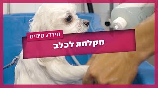 מקלחת לכלב - איך לקלח כלב?