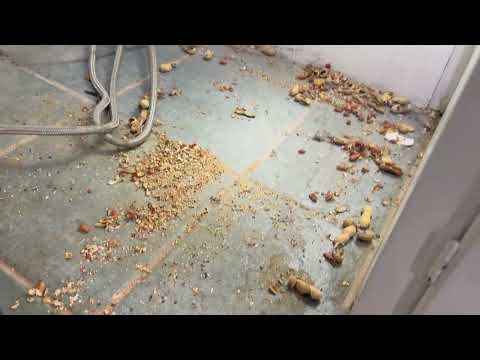 Mice Stashing Nuts Behind Fridge in Hazlet,...