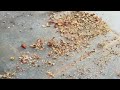 Mice Stashing Nuts Behind Fridge in Hazlet, NJ
