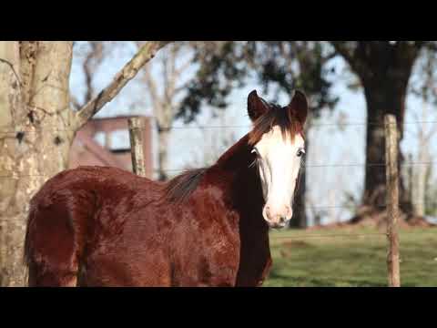 Lote 06   JUSTICEIRO DA CABANHA SANTA FÉ X ESPANHOLA 988 MAUFER
