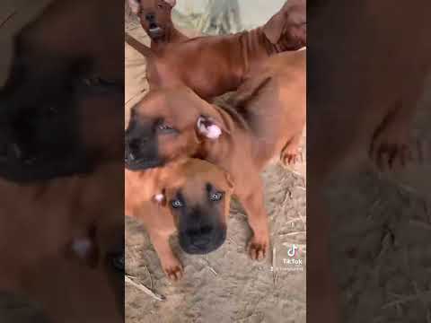 Chó săn xoáy Thái Lan - 0363684644 Trung Lùn