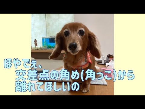 ワンワンU・x・Uお悩み相談室1️⃣8️⃣〜福井市「ココちゃん」🐶#交差点の角めは危険⚠️井戸端会議は違う場所で👭👭
