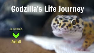 Godzilla the Leopard Gecko's Life Journey