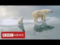 Arctic polar bears "face near-extinction within decades" warn scientists - BBC News
