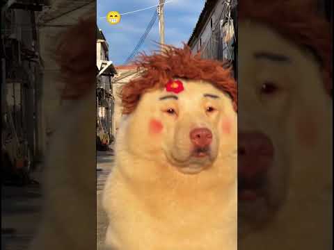 Beautiful Dogs funny Videos #shorts