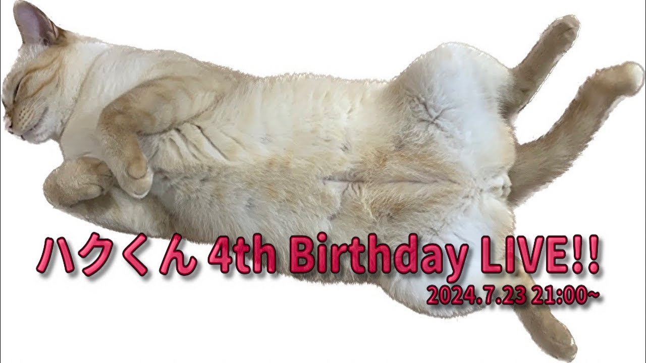 ハクくん4歳記念LIVE【ケツドラム猫と同居猫＋ネコケツドラマーの主】 #ネコケツドラム #猫ケツドラム