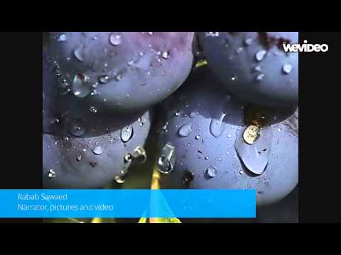 This Is Just To Say   video by Rabab Sawaed