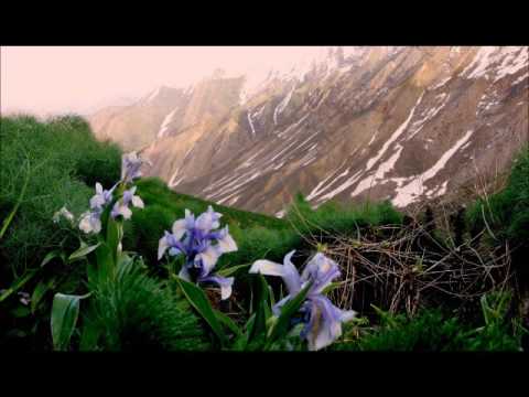 Cemalê Mihê - Hey Le Min Evdalo