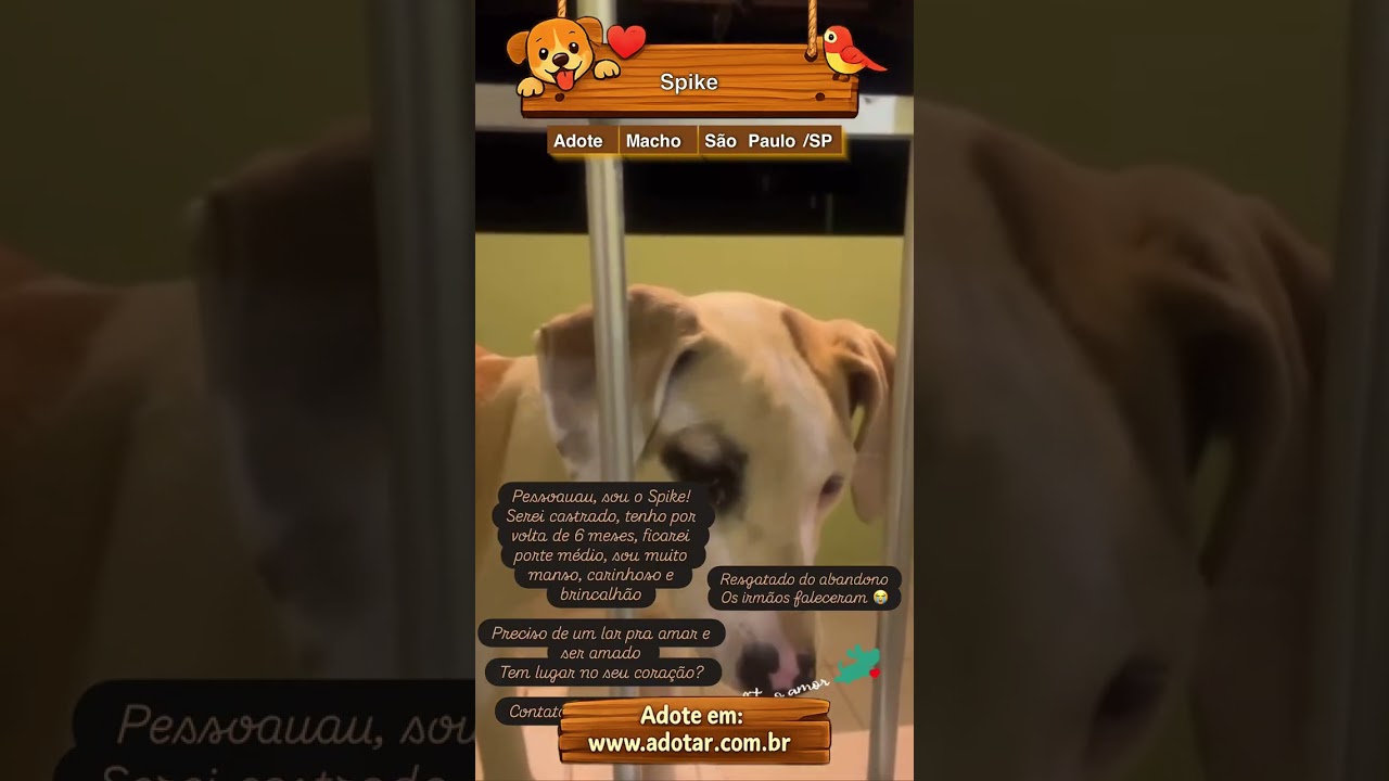 Cachorro raça SRD-ViraLata idade 7 a 11 meses nome Spike