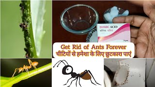 How to get rid of Ants colony in a day | how to make ant bait using boric acid #ants #boric#garden