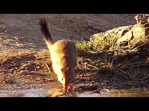 Djuma: Slender Mongoose - 13:50- 07/21/19