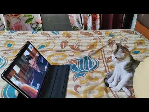 cat #🐈😺 watch kar raha 💻👁️####