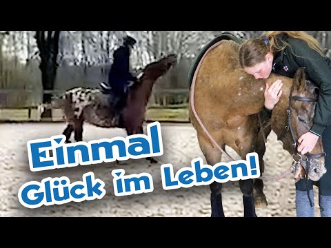 Appaloosa Stute ungesehen vom Händler gekauft – Wann geht für sie der Himmel auf?