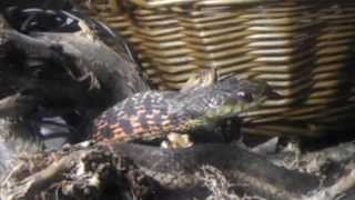 Garter snake?? Eating a field mouse close and personal