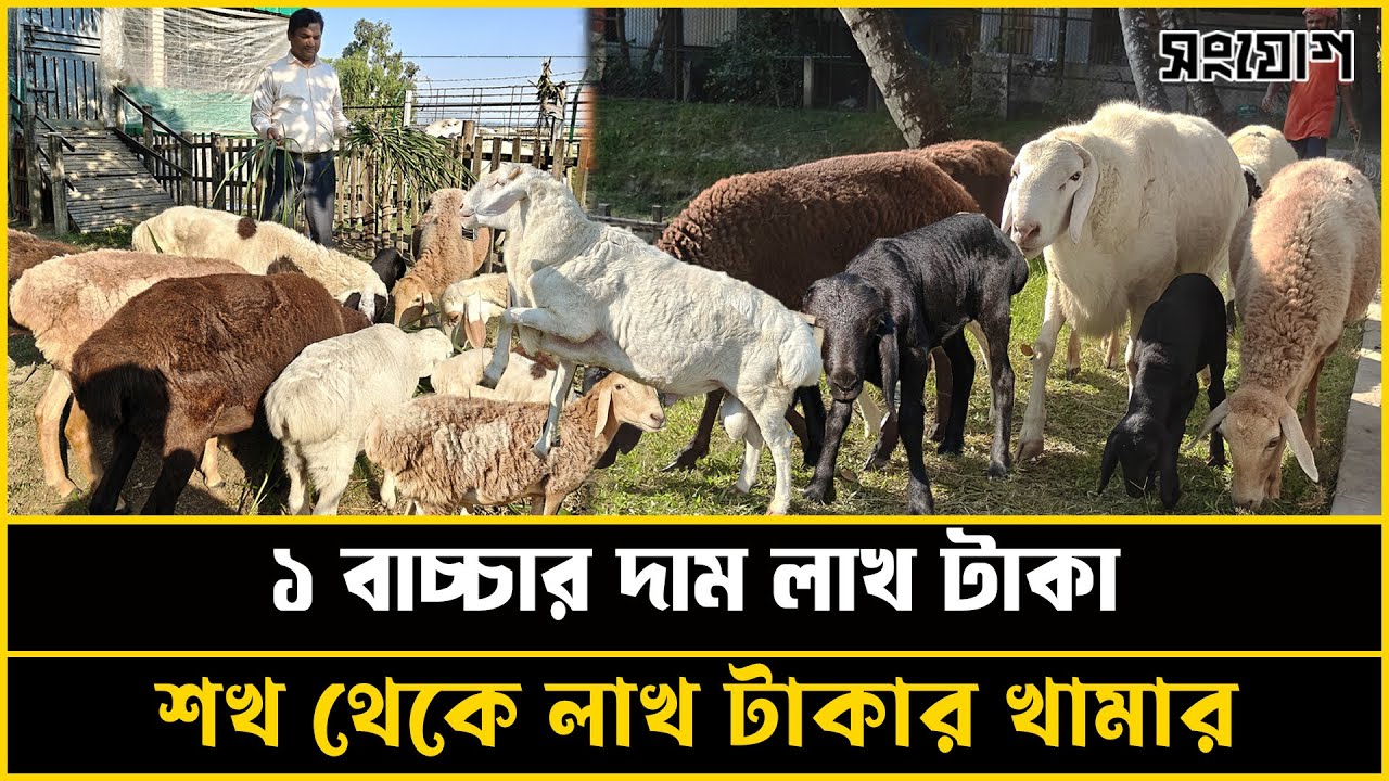 এক বাচ্চার দাম ১ লাখ ২০ হাজার! শখ থেকে লাখ টাকার দুম্বা খামার!